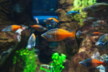 Aquascaping Tips: Design Inspirations for British Freshwater and Marine Fish Tanks