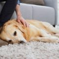 DIY Dog Ear and Eye Cleaning: British Guidelines for Home Care