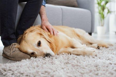 DIY Dog Ear and Eye Cleaning: British Guidelines for Home Care
