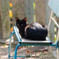 A Step-by-Step Process of Pet Cremation: What UK Pet Owners Should Know