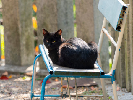 A Step-by-Step Process of Pet Cremation: What UK Pet Owners Should Know
