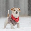Seasonal Care for Small Pets: Accessories and Supplies for Every Weather in Britain