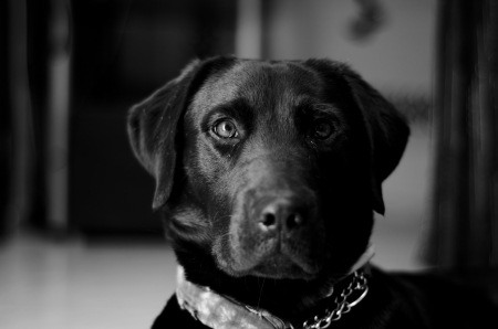 How to Manage Barking and Noise Complaints: The British Dog Owner’s Guide