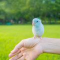 The Impact of UK Climate and Environment on Bird Socialisation and Training