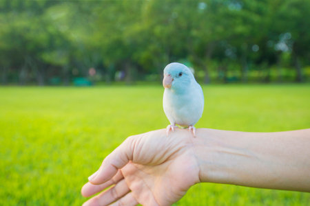 The Impact of UK Climate and Environment on Bird Socialisation and Training