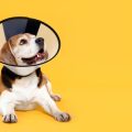 The History and Evolution of Pet Insurance in the United Kingdom