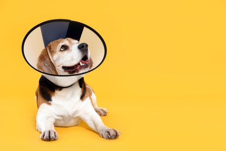 The History and Evolution of Pet Insurance in the United Kingdom