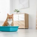 Dealing with Feline Diabetes: Nutritional Management for Cats in the UK