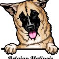 Preparing Your Dog for Kennel Club Good Citizen Dog Scheme: Step-by-Step UK Guide
