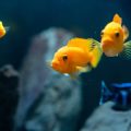 How to Maintain Water Quality in Your UK Home Aquarium