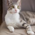 The Hidden Dangers: Indoor Hazards for Cats and How to Prevent Them