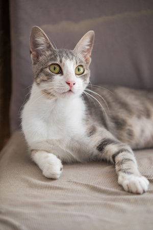 The Hidden Dangers: Indoor Hazards for Cats and How to Prevent Them