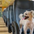 How to Choose the Right Popular Dog Breed for a First-Time Owner in the UK