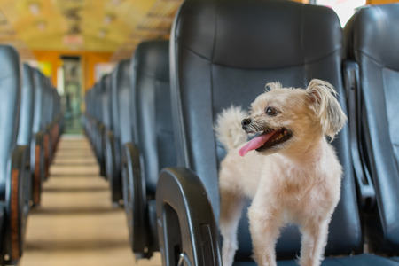 How to Choose the Right Popular Dog Breed for a First-Time Owner in the UK