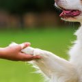 When a Family Pet Dies: Supporting Children’s Emotional Wellbeing in the UK