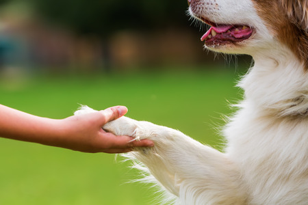 When a Family Pet Dies: Supporting Children’s Emotional Wellbeing in the UK