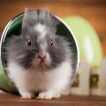 Feeding Do’s and Don’ts for Guinea Pigs: A Detailed Guide for Small Pet Lovers in the UK