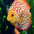 Heaters and Temperature Control for British Home Aquariums
