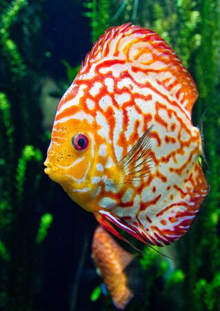 Heaters and Temperature Control for British Home Aquariums