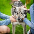 How to Support a Friend or Family Member Grieving for a Pet in Britain