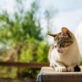 How to Transition an Outdoor Cat to Indoor Living in a British Home