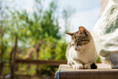How to Transition an Outdoor Cat to Indoor Living in a British Home