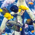 Child-Friendly Aquariums: Setting Up a Safe and Educational Fish Tank at Home