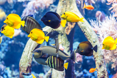 Child-Friendly Aquariums: Setting Up a Safe and Educational Fish Tank at Home