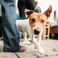 Support Networks for Pet Bereavement in the UK: Where to Find Help