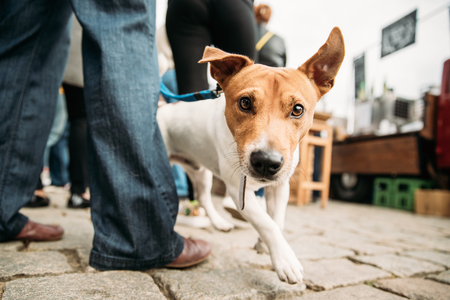 Support Networks for Pet Bereavement in the UK: Where to Find Help