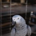 A Comprehensive Comparison of Popular Bird Cage Brands in the UK