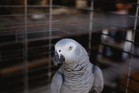 A Comprehensive Comparison of Popular Bird Cage Brands in the UK