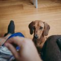 How to Safely Transport Injured Pets to the Vet in the UK