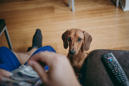 How to Safely Transport Injured Pets to the Vet in the UK