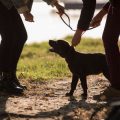 Seasonal Dog Walking in the UK: Avoiding Hazards and Embracing the Great Outdoors