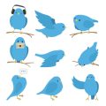 How to Encourage Natural Behaviours in British Pet Birds