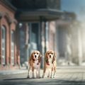 Dealing with Lost or Stolen Pets: Legal Steps and Owner Protections in the UK