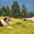 Exploring Wales with Pets: Pet-Friendly Accommodation and Outdoor Adventures