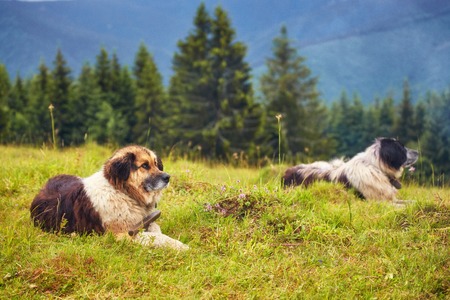 Exploring Wales with Pets: Pet-Friendly Accommodation and Outdoor Adventures