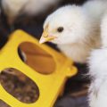 Quarantine Procedures for New Birds: Protecting Your Flock from Disease
