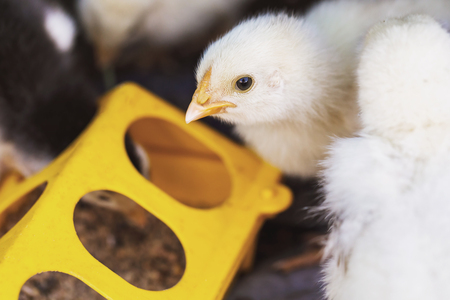 Quarantine Procedures for New Birds: Protecting Your Flock from Disease
