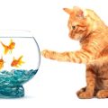 British Suppliers and High Street Stores for Aquarium Supplies: A Complete Resource