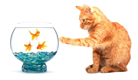 British Suppliers and High Street Stores for Aquarium Supplies: A Complete Resource