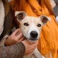 How Vets and Animal Charities in the UK Support Grieving Pet Owners