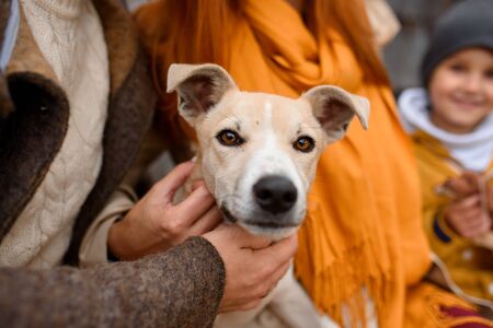 How Vets and Animal Charities in the UK Support Grieving Pet Owners
