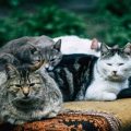 The Social Lives of Cats: Intercat Relationships and Behaviour in Multi-Cat UK Homes