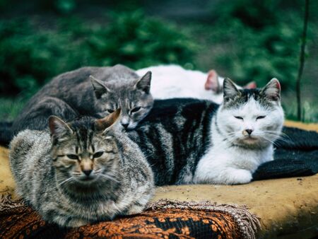 The Social Lives of Cats: Intercat Relationships and Behaviour in Multi-Cat UK Homes
