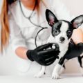 Pet Passports and Vaccination Requirements for Travelling to and within the UK