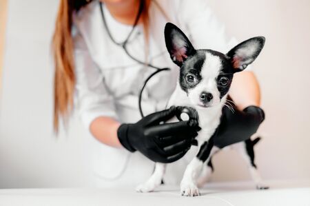 Pet Passports and Vaccination Requirements for Travelling to and within the UK