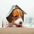 Preparing for the Home Check: What UK Adoption Centres Look For
